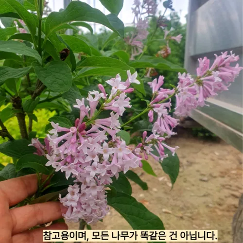 미스김라일락 포트묘 라일락나무 묘목 라일락 개화주 보라 퍼플꽃 수수꽃다리 노지월동 (같이가치농원), 1개, 단일