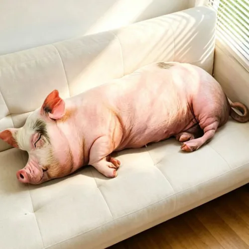 Piggy Plush Toy 너 베프" 피그미완구 동물 모형 장난감 소파 데코레이션 인형, 130cm