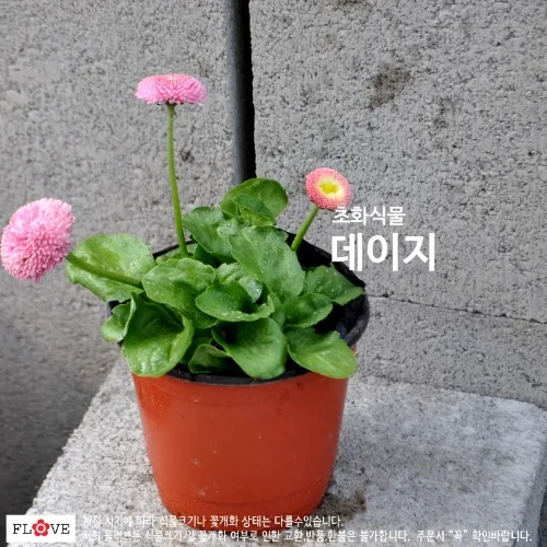데이지, 1개