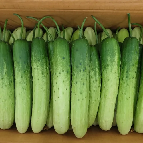 클릭마켓 백 다다기 오이, 1박스, 10kg (상)