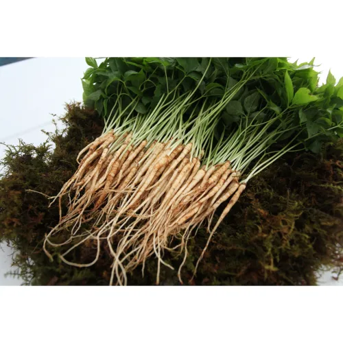 아이니 새싹삼 미니 100 뿌리 (15cm 좌우), 1개, 미니 100 뿌리, 일반포장