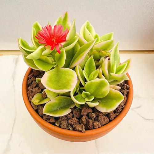 계속피는꽃 썬로즈 다육식물 선인장 희귀식물 카페장식 화분 식물 선물 꽃 공기정화 산아래다육이
