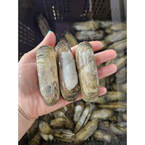 남해안 보성 벌교 별량 가리맛조개 산지직송 국내산 조개 500g 14-18미전후 1키로기준28-35미전후, 1개, 500g 산소포장