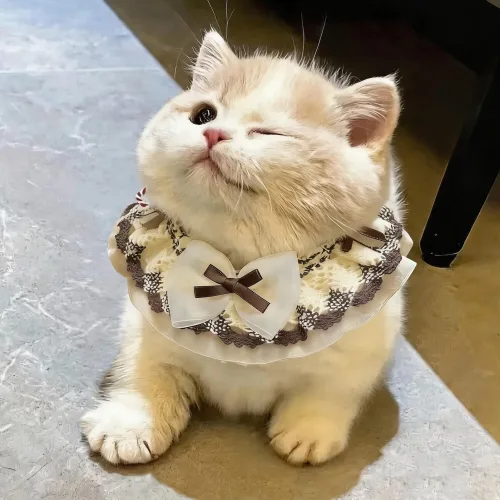 레이스 리본 고양이 목도리 소형묘 중형묘 소형견 푸들 말티즈 공용 냥생샷용 그린 블루 브라운 3컬러 귀여운 펫 액세서리, 1개, 갈색