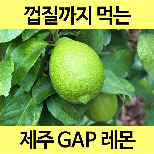 [통째로 레몬] 제주 무농약 GAP 인증 유기농 레몬 껍질까지 통째로 먹는 레몬