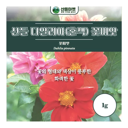 산들마켓 혼색 다알리아 씨앗 1g 색상이 풍부한 꽃씨 종자